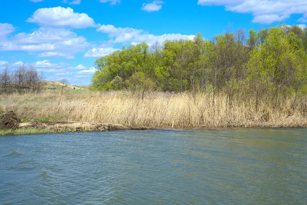 Řeka na jaře se stále žlutými rostlinami na březích. A les v pozadí. Modrá obloha a bílé mraky — Stock fotografie