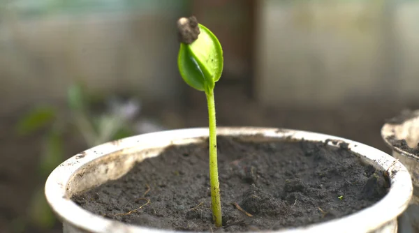 정원에 심을 준비가 된 작은 식물입니다. 클로즈업 — 스톡 사진