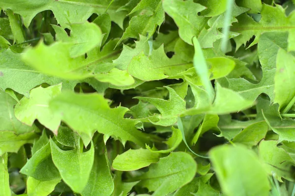 Graspaardebloem verlaat bovenaanzicht. Een close-up. Helder beeld — Stockfoto