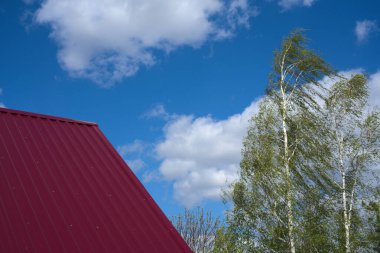 Çatı koyu kiraz renginde ve yaprakları mavi gökyüzü ve beyaz bulutlardan oluşan bir ağacın gövdesi. Yaz