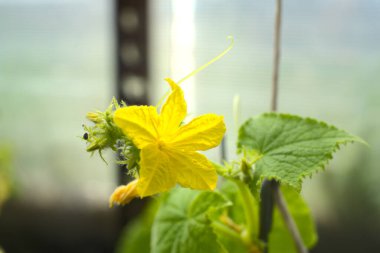 Yazın salatalıkların yetiştiği çalılıktan sarı çiçek. Yakın çekim.