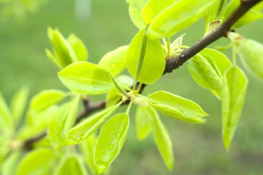 Yağmurdan sonra elma ağacında taze yapraklar. Yakın çekim.