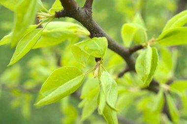 Yağmurdan sonra elma ağacında taze yapraklar. Yakın çekim.