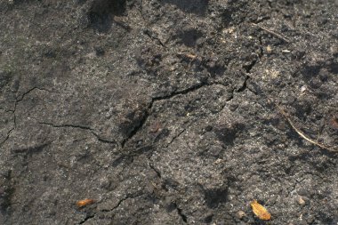 Islak kara toprağın dokusu yakındır.