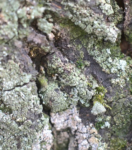 A textura é a casca de uma árvore velha. Fecha a porta. Instantâneo vertical — Fotografia de Stock