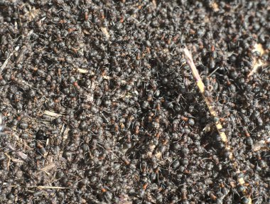 Bininci bir karınca sürüsü yerde. Yakın çekim.