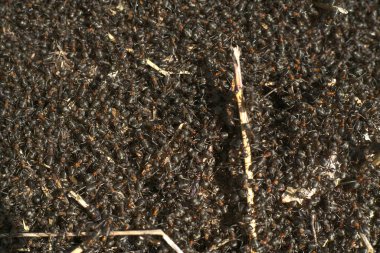 Bininci bir karınca sürüsü yerde. Yakın çekim.