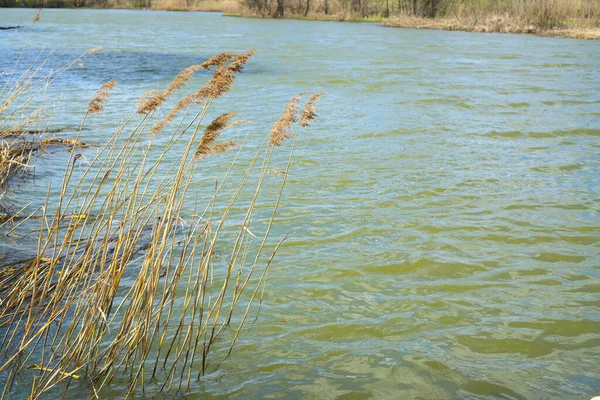 Floden på våren. De senaste åren växter sticker upp ur vattnet — Stockfoto