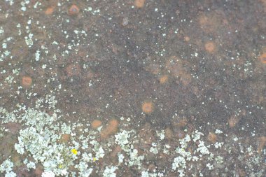 Paslı metal bir yüzey dokusu. Görünür bir mantarla. Yakın çekim.