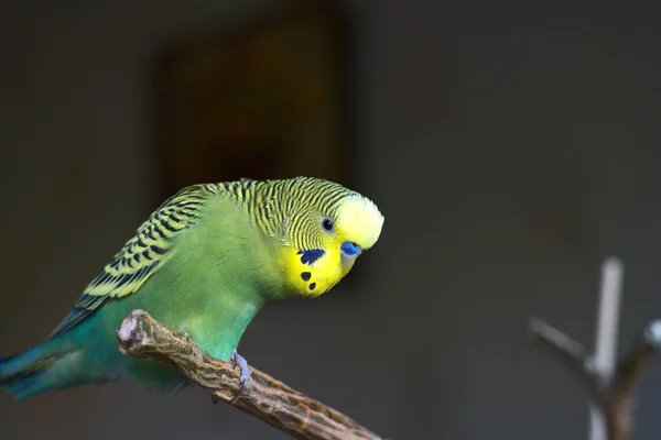 Amarelo-verde bonito budgie full-length. Sentado em um ramo de uma flor da casa. Fechar — Fotografia de Stock