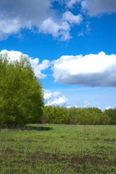 Yeşil çimen ve ağaç tarlası. Uzaktan ormanı görebiliyorsun. Mavi gökyüzü ve beyaz bulutlar — Stok fotoğraf