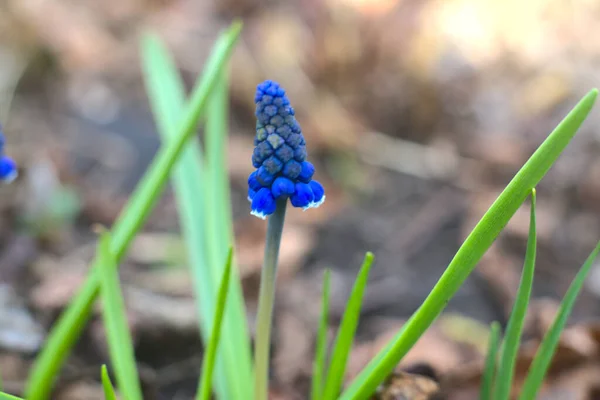 Jacinto de ratón Muscari. Flor de primavera de color azul. Primer plano. — Foto de Stock