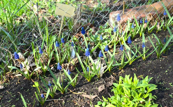 Myší hyacinth Muscari. Na vnitřním poli rostou jarní květy modré barvy. Den — Stock fotografie