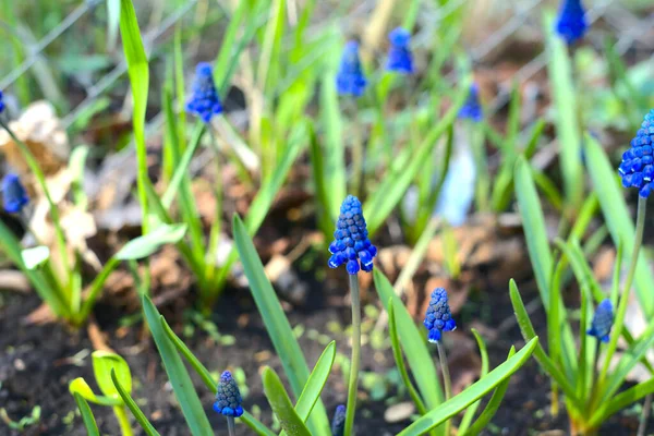 Muscari fare sümbülü. Sahada mavi renkli bahar çiçekleri yetişir. Gün — Stok fotoğraf