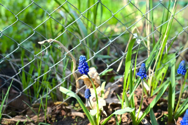 Myší hyacinth Muscari. Na vnitřním poli rostou jarní květy modré barvy. Den — Stock fotografie