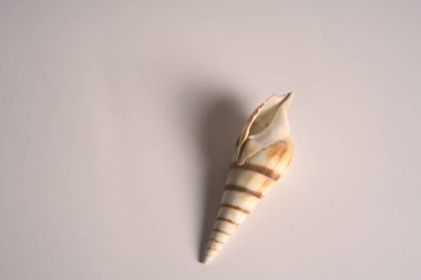 Beyaz arka planda denizden gelen açık renkli bir deniz kabuğu. - Yakın çekim. Metin için boşluk