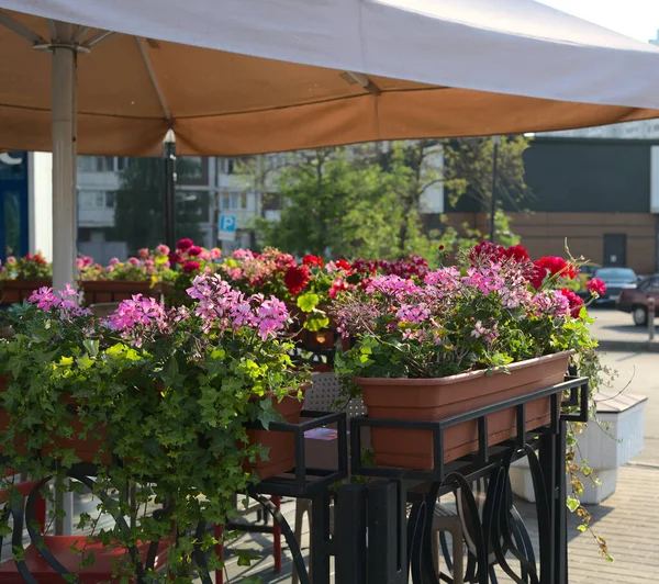 Kwiaty Kropki Polka Pobli Letniej Restauracji Centrum Miasta Słoneczny Letni — Zdjęcie stockowe