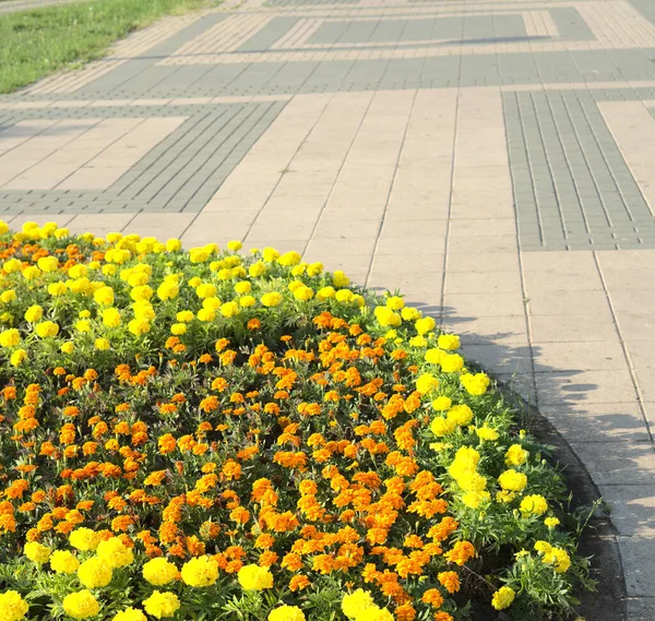 市内中心部の夏の公園に黄色と橙色の花を咲かせる花壇 舗装路 — ストック写真