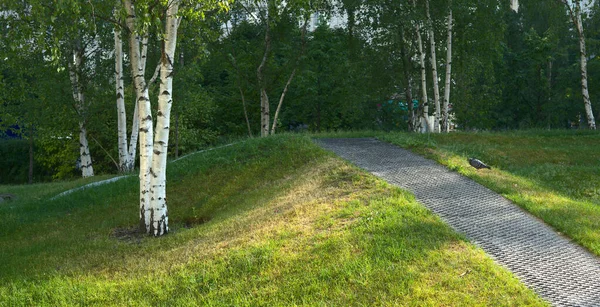 Nyírfák és zöld fű egy nyári napon a városi parkban — Stock Fotó