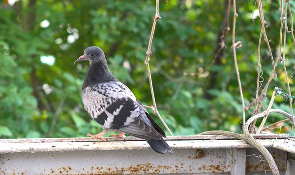 街の鳩は家のバルコニーに座って子孫を繁殖させる場所を探しています. — ストック写真