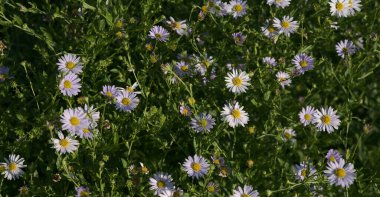 White and lilac daisies on a sunny summer day.
