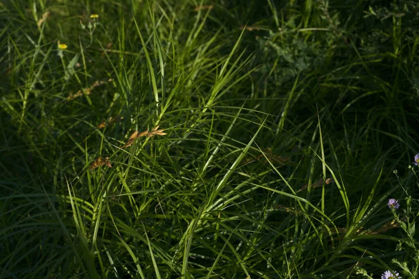 A textura da grama verde alta é uma vista superior — Fotografia de Stock