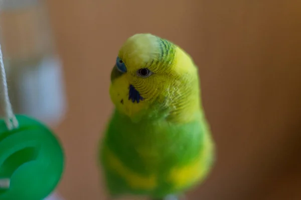 Sarı Yeşil Muhabbet Kuşu Şeytani Bir Yakın Plan Bir Göz — Stok fotoğraf