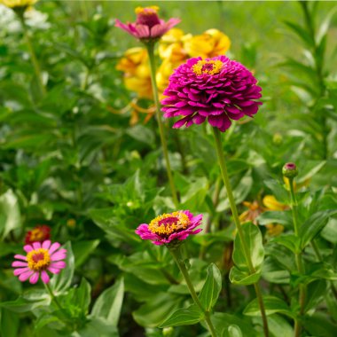 Bir yaz gününde güzel renkli çiçekler. Bol güneş ışığı..