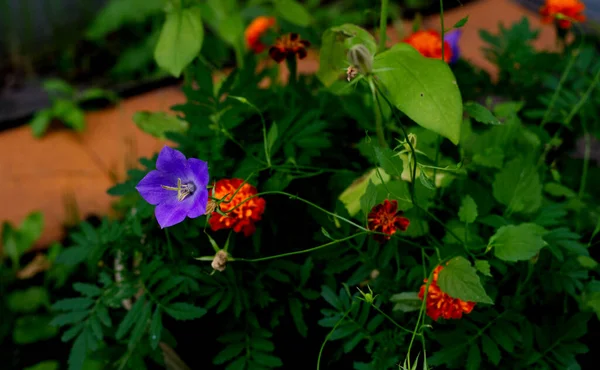 Beautiful Blue Flower Knocked Out Bush Other Flowers Flower Gallery — Stock Photo, Image