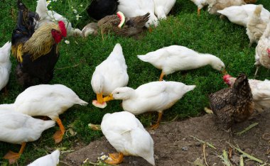 Kırmızı ağızlıklı siyah bir horoz yazın yeşil çimlerin üzerinde duruyor. Ördek ve tavuğun etrafında.
