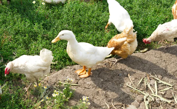White Duck Yellow Paws Standing Large Stone Courtyard Private Farm — Stock Photo, Image