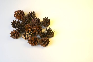 Beyaz arkaplanda çam kozalakları.