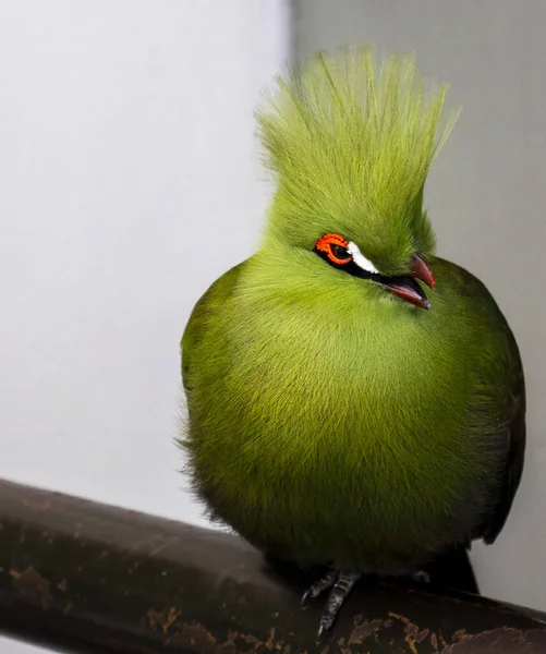 Primo Piano Uccello Turaco Nel Parco Tropicale Coperto Interni — Foto Stock