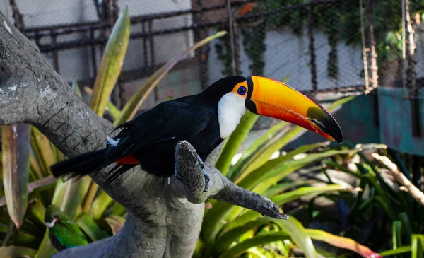 Primo Piano Tucano Parco Tropicale Coperto Interni — Foto Stock