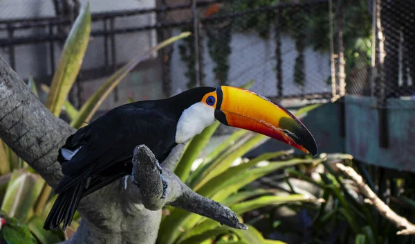 Gros Plan Toucan Dans Parc Tropical Intérieur Intérieur — Photo