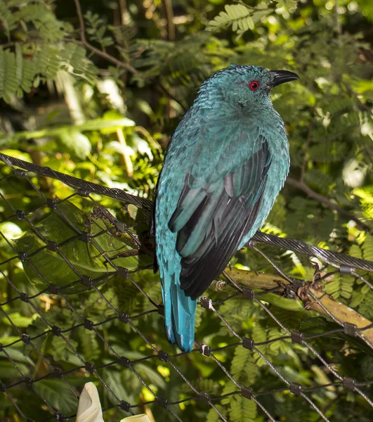 Gros Plan Oiseau Aux Plumes Bleues Brillantes Aux Yeux Rouges — Photo