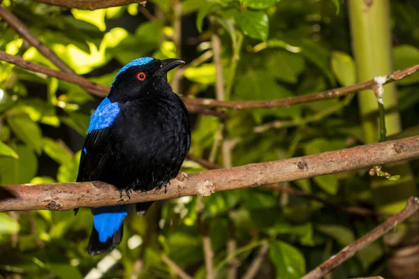 Gros Plan Oiseau Bleu Fée Asiatique Dans Parc Tropical Intérieur — Photo