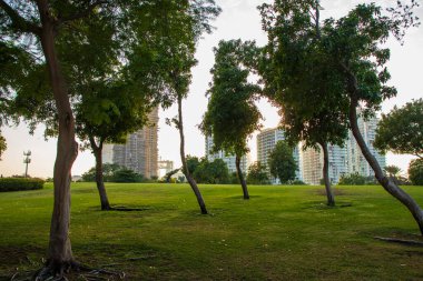 Dubai 'nin en popüler parklarından birine akıllı avuç içi kurulumu. Zabeel Parkı. BAE. Açık havada.