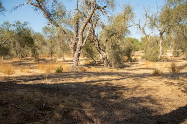 Dubai 'deki Mushrif Parkı. BAE.