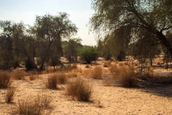 Svampparken Dubai Förenade Arabemiraten — Stockfoto