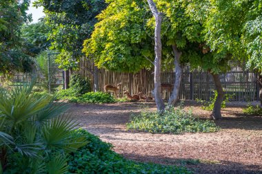 Dubai - BAE, 12.29.2020 Roe geyiği Dubai Safari Parkı Hayvanat Bahçesinde.
