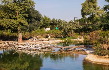 Dubai - BAE, 12.29.2020 Flamingolar Dubai Safari Park Hayvanat Bahçesinde.