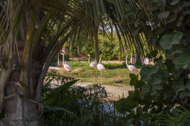 Dubai - BAE, 12.29.2020 Flamingolar Dubai Safari Park Hayvanat Bahçesinde.