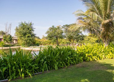 Dubai - BAE, 12.29.2020 Flamingolar Dubai Safari Park Hayvanat Bahçesinde.