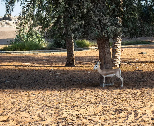 Dubaj Zjednoczone Emiraty Arabskie 2020 Gazela Zoo Dubai Safari Park — Zdjęcie stockowe