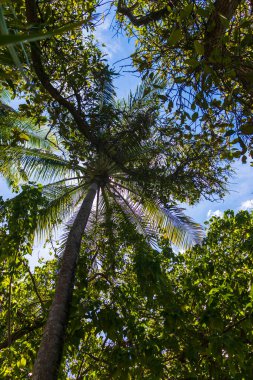 Tropikal ağaçların fotoğrafı.