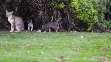 Yavru kediler bahçede anneleriyle oynuyor. Açık havada.
