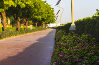 Parktaki koşu yolunun yanında çiçekler var..