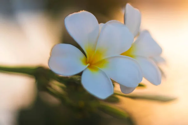 Zbliżenie Zdjęcie Kwiatu Frangipani — Zdjęcie stockowe