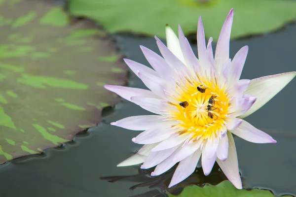 Bee in lotus and leaf background. — Stock Photo, Image